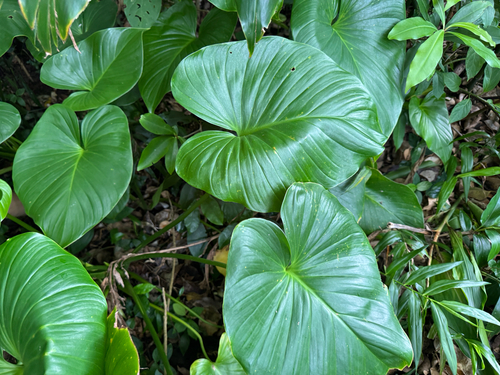 Homalomena observed 2026-09-10
