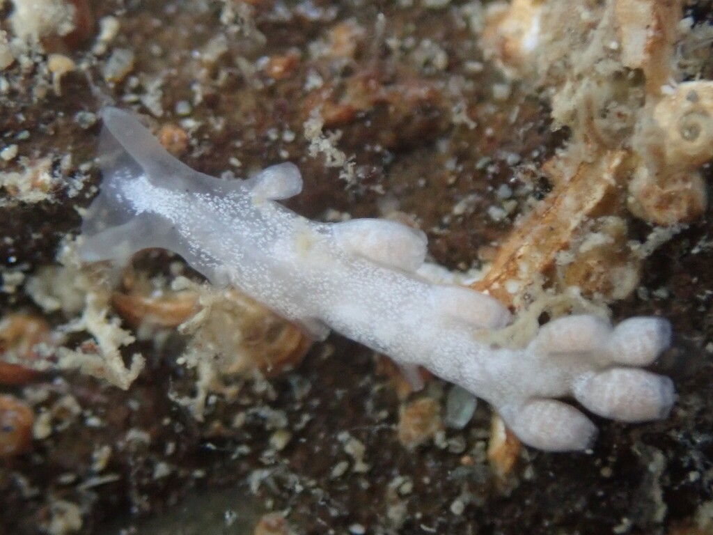 Embletonia gracilis