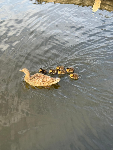 iNaturalist image