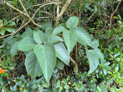 Sterculia ceramica observed 2026-09-10