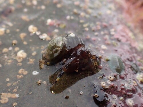 Pagurixus observed 2026-09-10