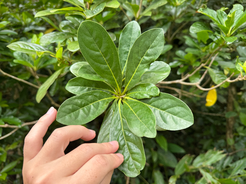 Pittosporum moluccanum observed 2026-09-10