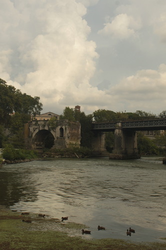 iNaturalist image