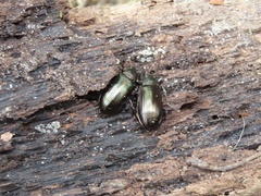 Tarpela micans