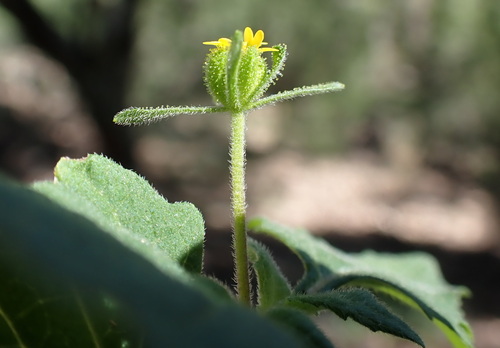 Sigesbeckia orientalis, photograph 3