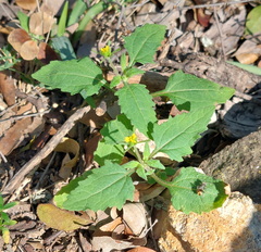(c) Ruth Palsson, some rights reserved (CC BY-SA) Sigesbeckia orientalis, photograph (c) Ruth Palsson, some rights reserved (CC BY-SA)