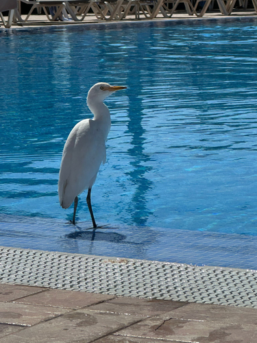 iNaturalist image