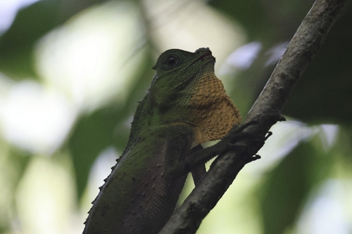 Hump Snout Lizard