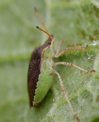 Euschistus conspersus