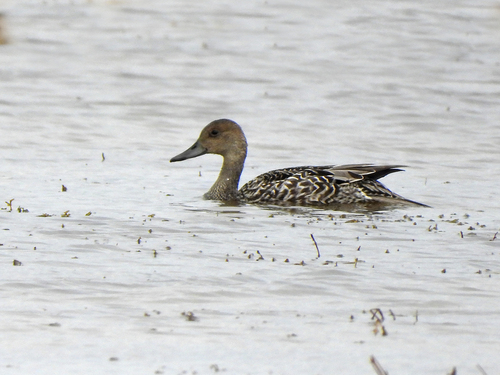 iNaturalist image