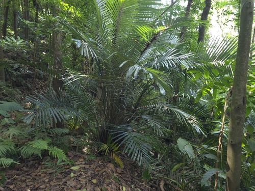 Arenga engleri