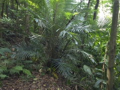 Arenga engleri