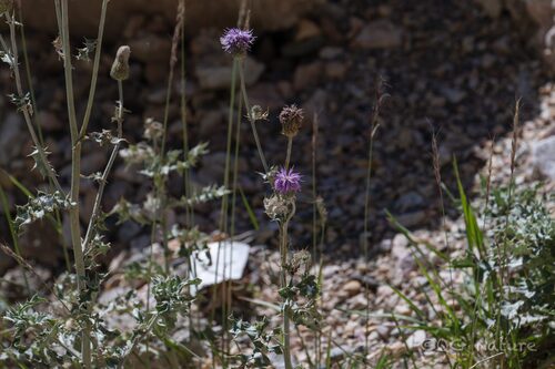 Cirsium arvense alpestre