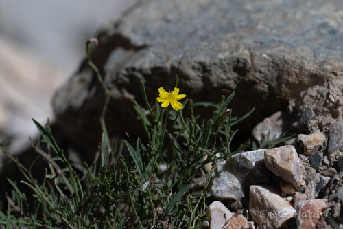 Tangled Hawksbeard
