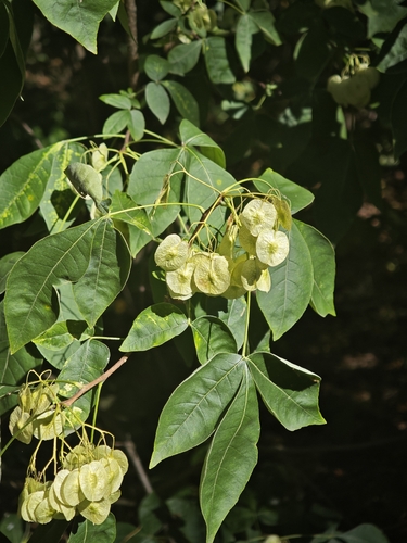 common hoptree