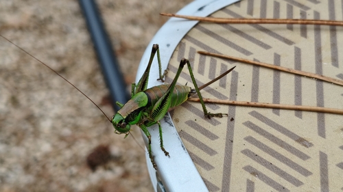 Schmidt's Marbled Bush-cricket