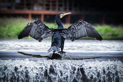 Great Cormorant