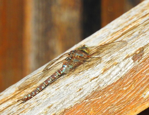 Canada Darner