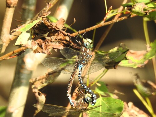 Variable Darner