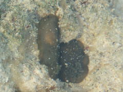 Dendrodoris krebsii