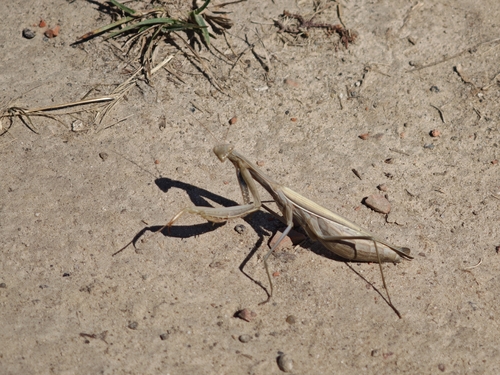 European Mantis