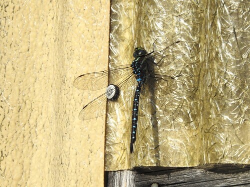 Black-tipped Darner