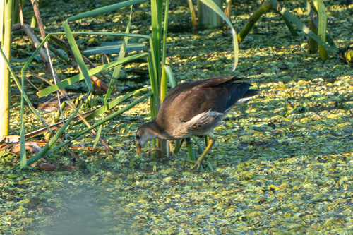 iNaturalist image