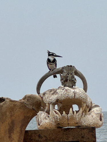 iNaturalist image