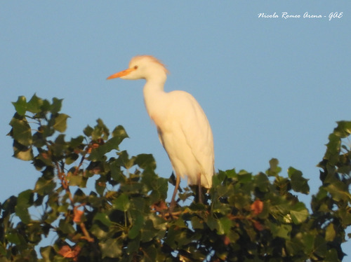 iNaturalist image
