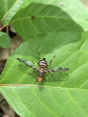 Idana marginata