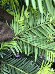 Pulvinaria floccifera