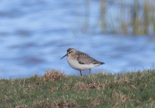 iNaturalist image