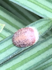 Pulvinaria floccifera