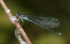 Argia cuprea