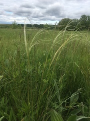 Stipa zalesskyi