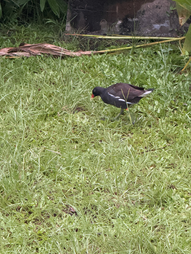iNaturalist: (c) cherry chen, some rights reserved (CC BY-NC), uploaded by cherry chen iNaturalist image