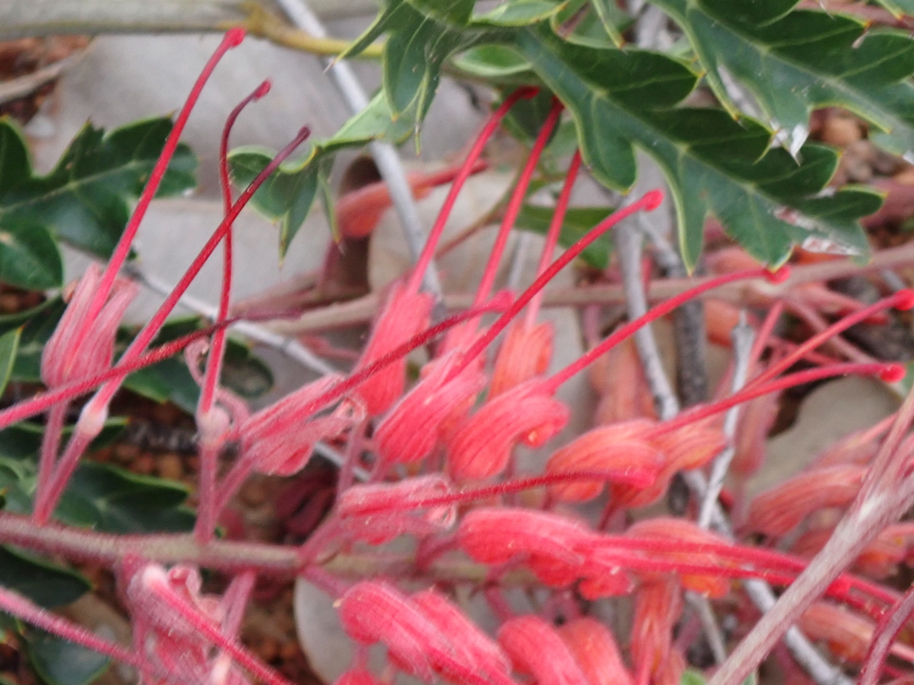 Grevillea bipinnatifida; photograph (c) Em Lamond, some rights reserved (CC BY)