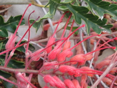 Grevillea bipinnatifida