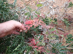 (c) Em Lamond, some rights reserved (CC BY) Grevillea bipinnatifida, photograph (c) Em Lamond, some rights reserved (CC BY)