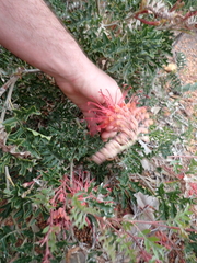 (c) Em Lamond, some rights reserved (CC BY) Grevillea bipinnatifida, photograph (c) Em Lamond, some rights reserved (CC BY)