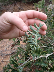 (c) Em Lamond, some rights reserved (CC BY) Grevillea bipinnatifida, photograph (c) Em Lamond, some rights reserved (CC BY)