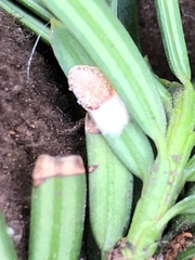 Pulvinaria floccifera