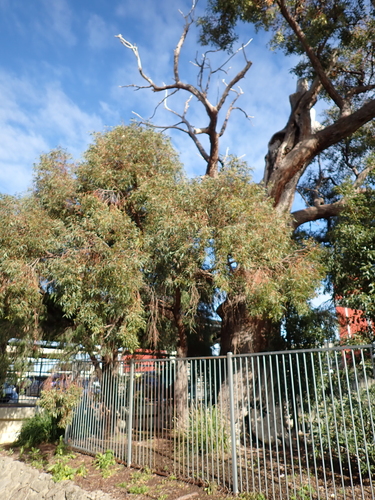 Eucalyptus marginata, photograph 5
