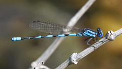 Argia leonorae