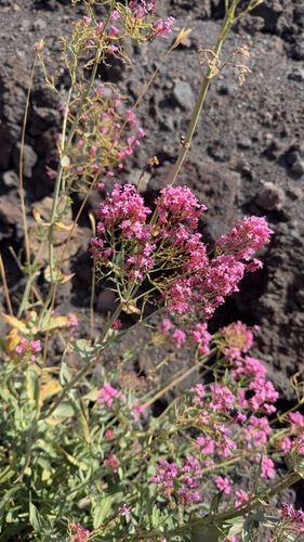 Red Valerian