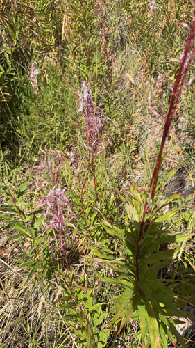 fireweed