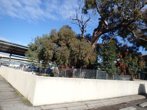 Eucalyptus marginata, photograph 6