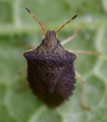 Euschistus conspersus