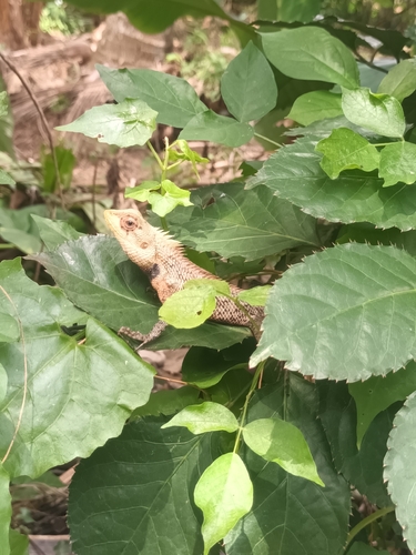 Indian Garden Lizard
