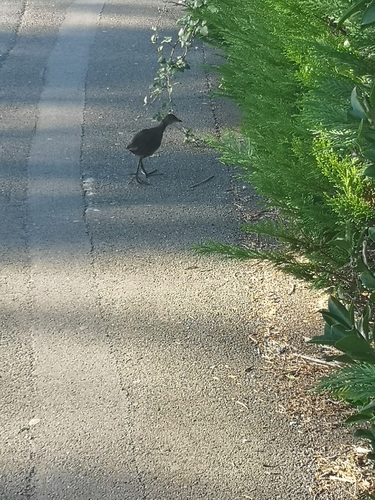 iNaturalist image